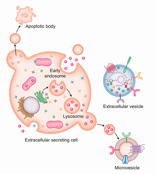 Kidney–heart crosstalk: the extracellular vesicles connection